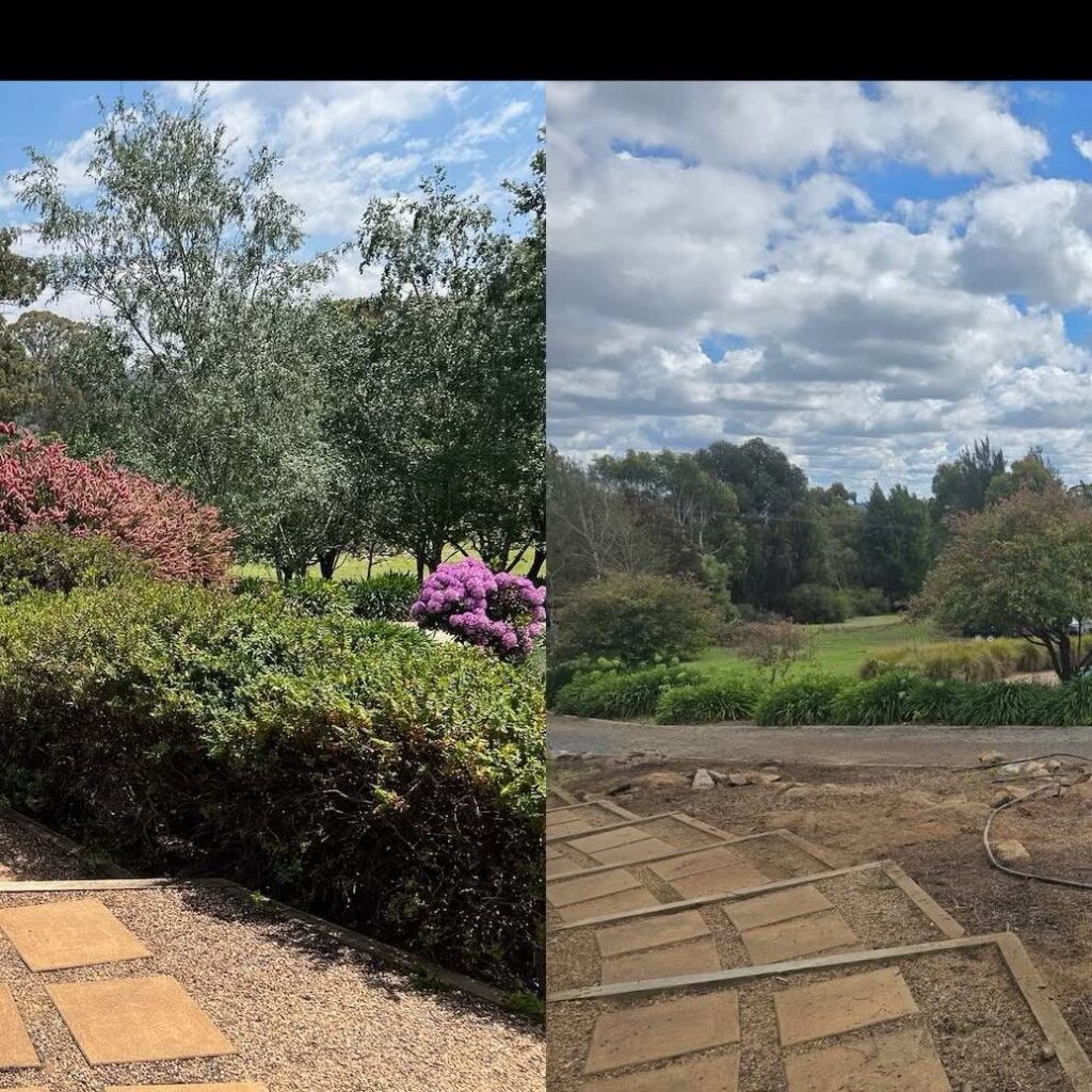 Side by side of an overgrown hedge and the same hedge neatly trimmed