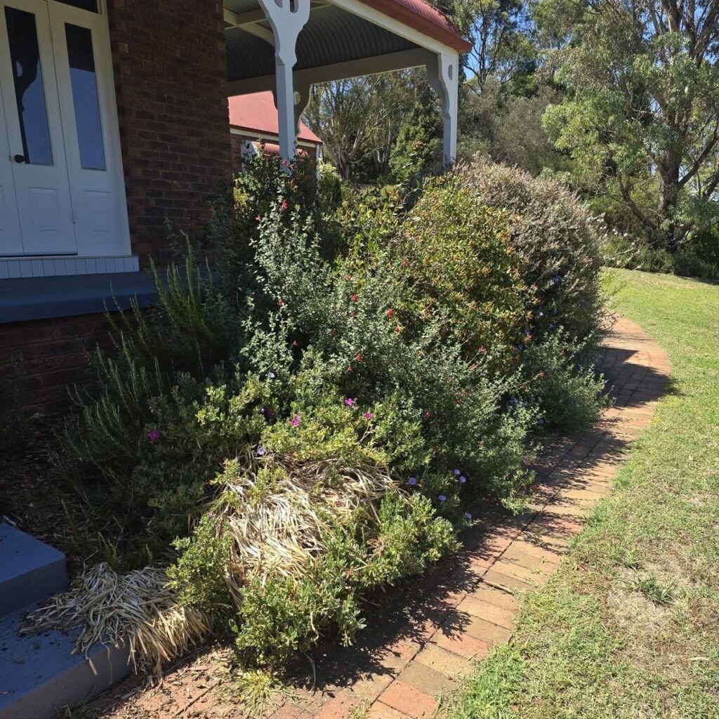 Trimmed hedges lining a brick path beside a red brick house