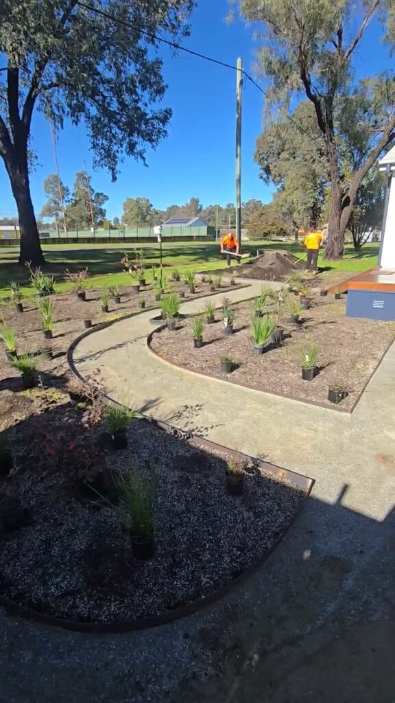 Curved garden beds with steel edging planted with young Australian native shrubs