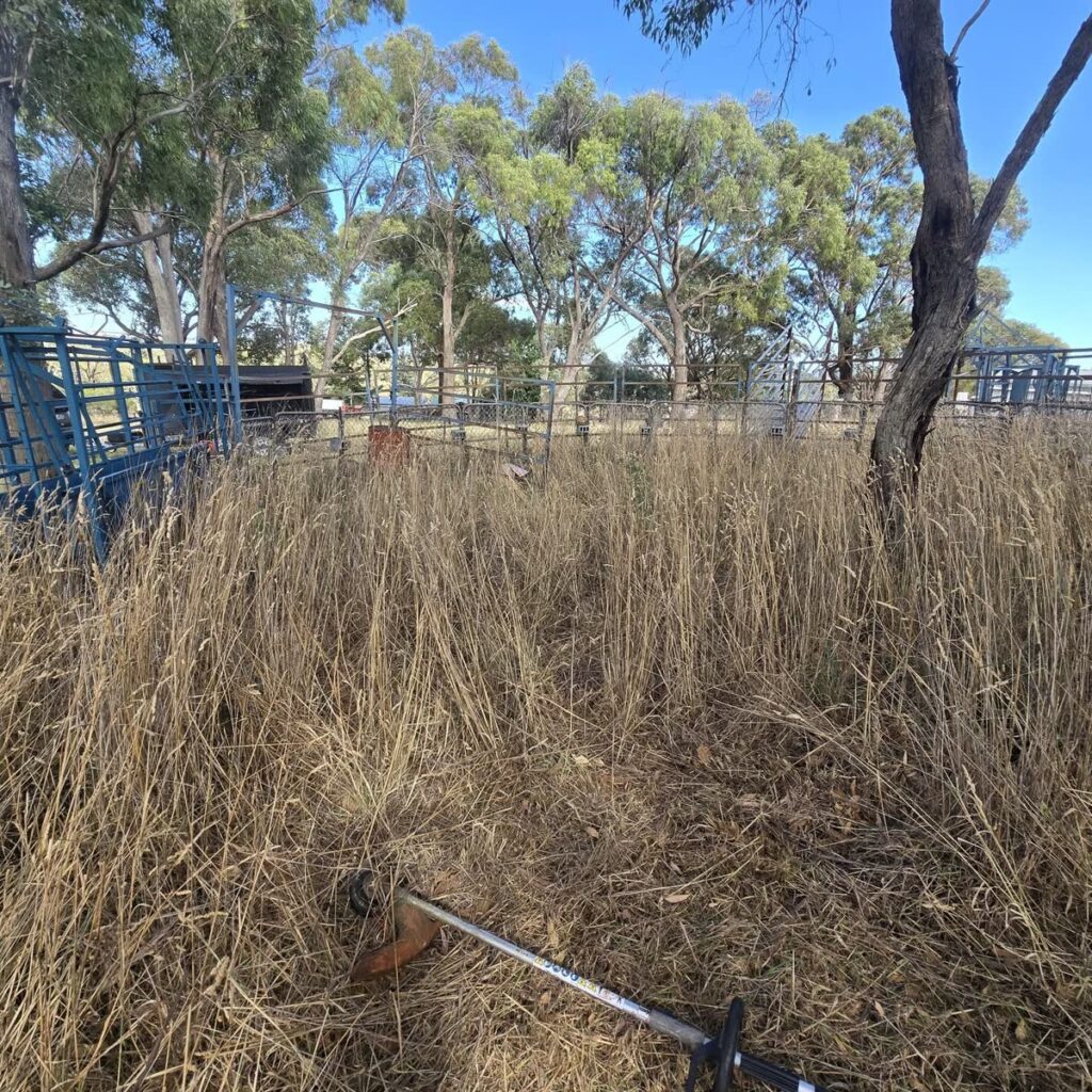 Backyard overgrown with tall dry weeds under gum trees