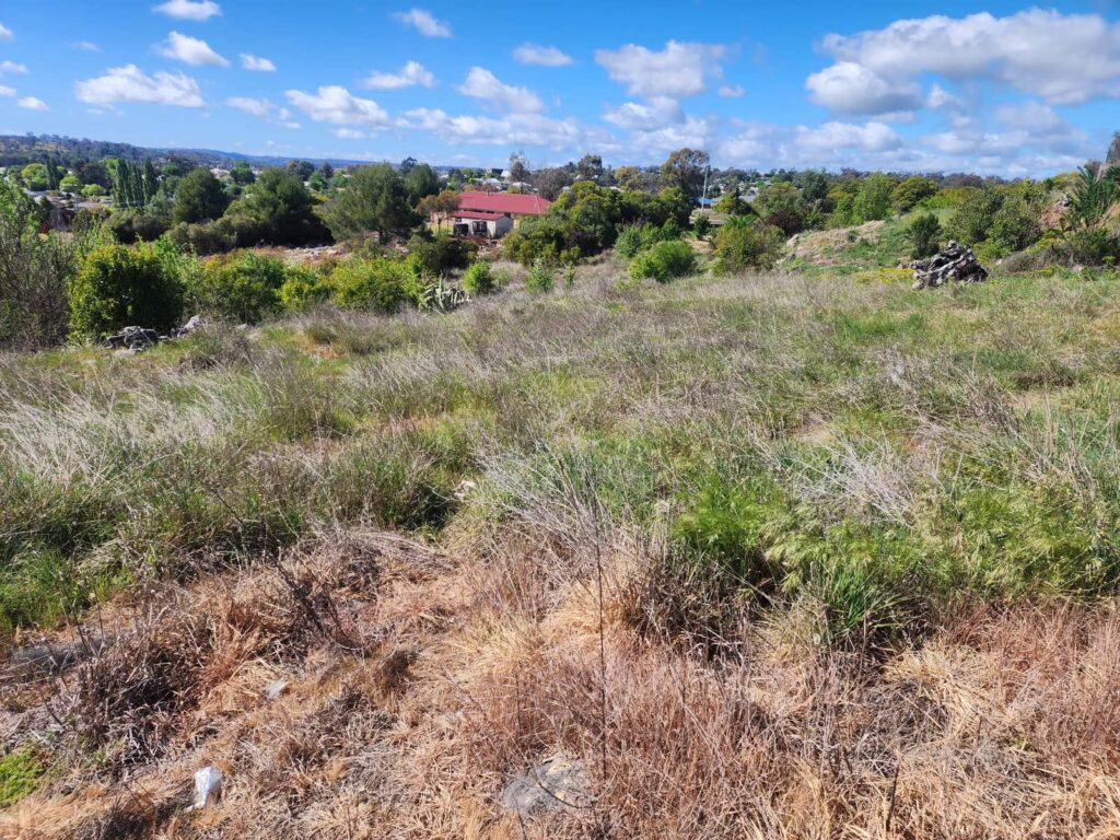 Block of long overgrown grass and weeds in front of houses