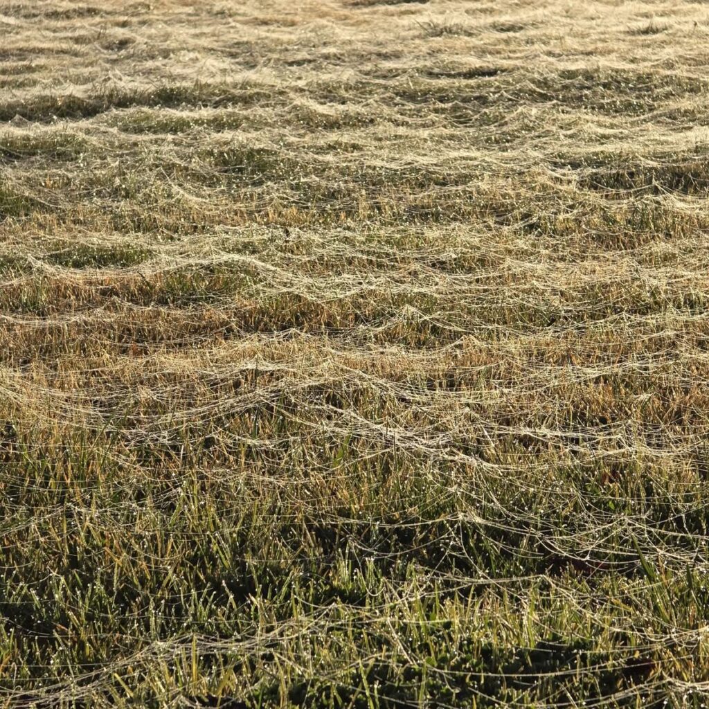 Large mowed paddock with a fence line and trees