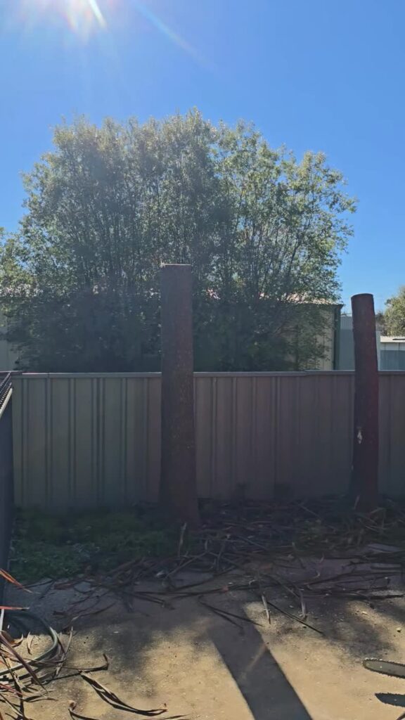 Two cabbage palm trunks stripped of fronds beside a colorbond fence