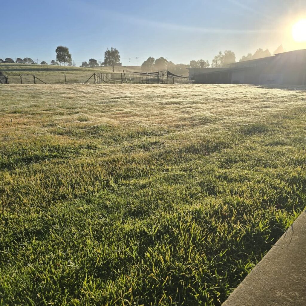 Paddock with long dry grass freshly slashed