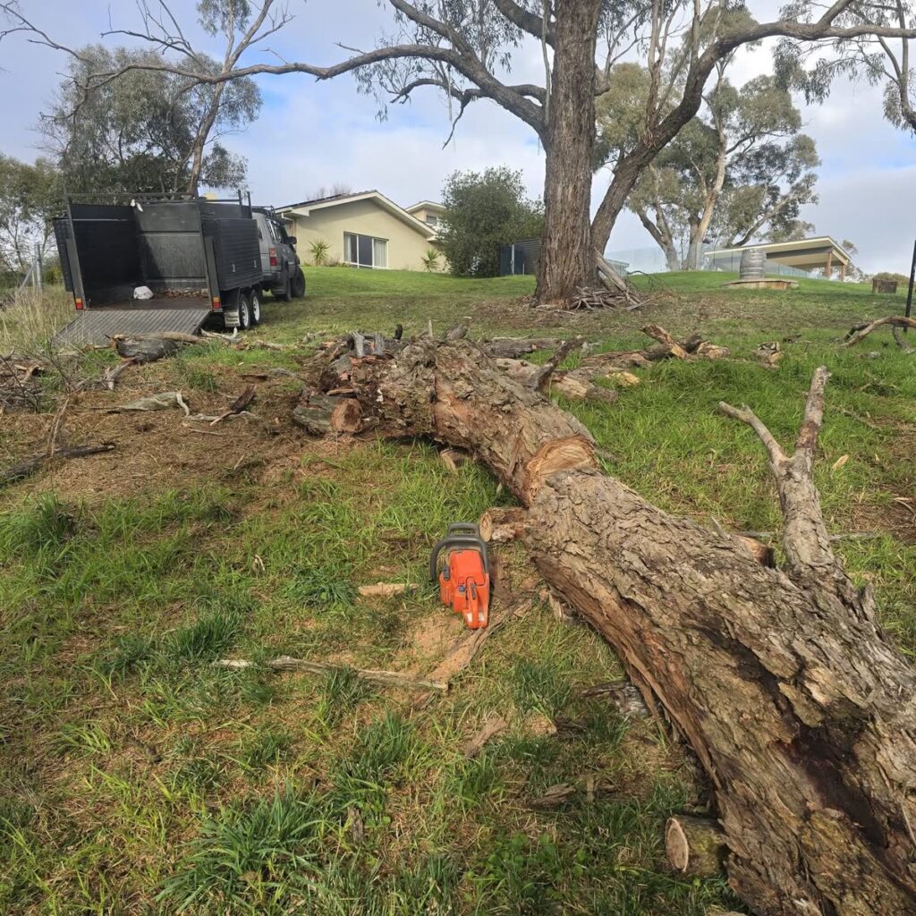Large fallen gum tree cut into sections on a lawn with a chainsaw beside it