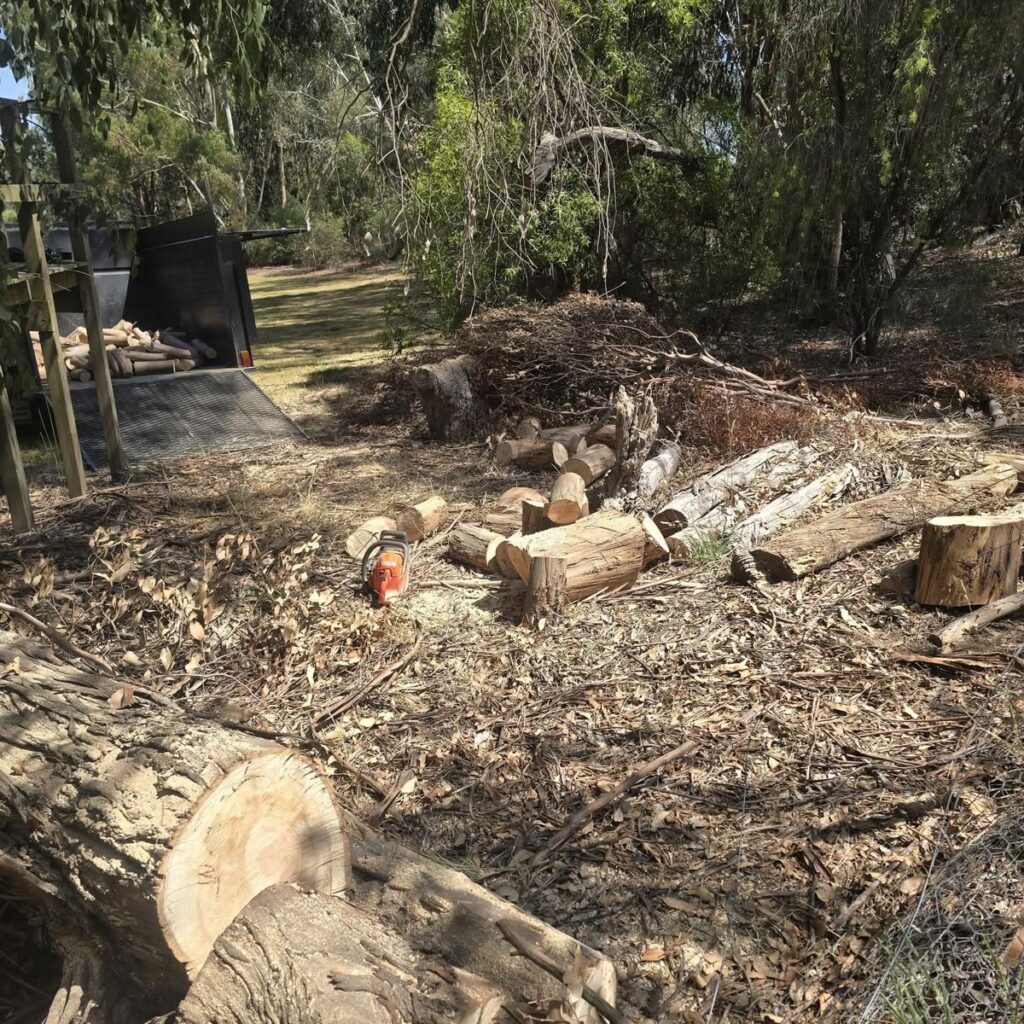 Cut logs and branches on the ground after a tree removal